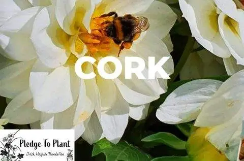 branding agencies ireland